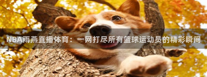 NBA雨燕直播体育：一网打尽所有篮球运动员的精彩瞬间